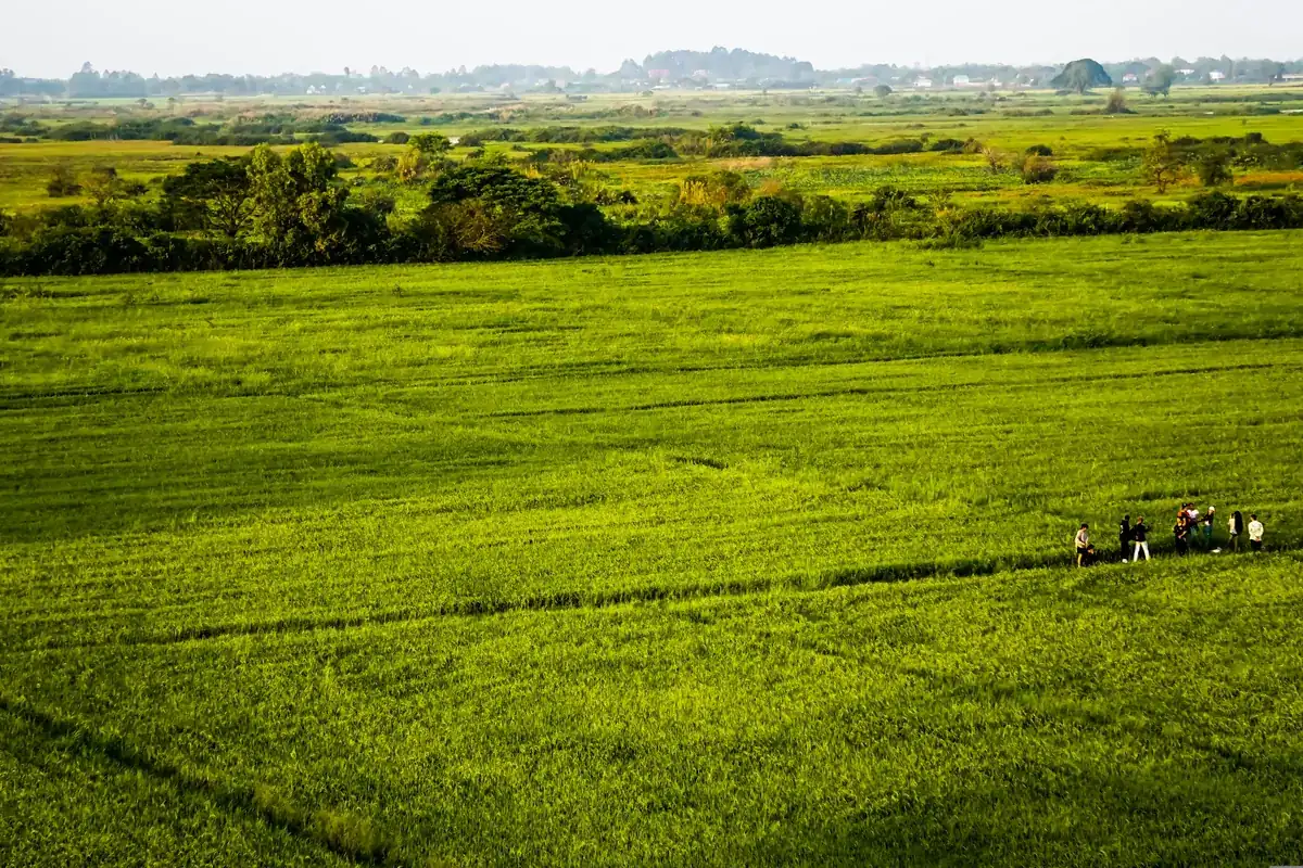 Riziere verte au Cambodge, paysage rural plat