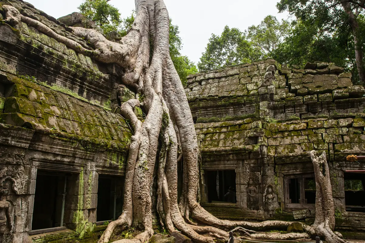 Racines d'arbre et pierres anciennes dans le temple de Ta Prohm, Angkor